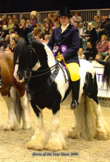 coloured native pony stallion